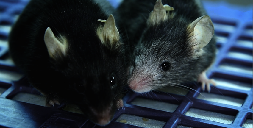 Loss Of Epigenetic Information Can Drive Aging Restoration Can Reverse 